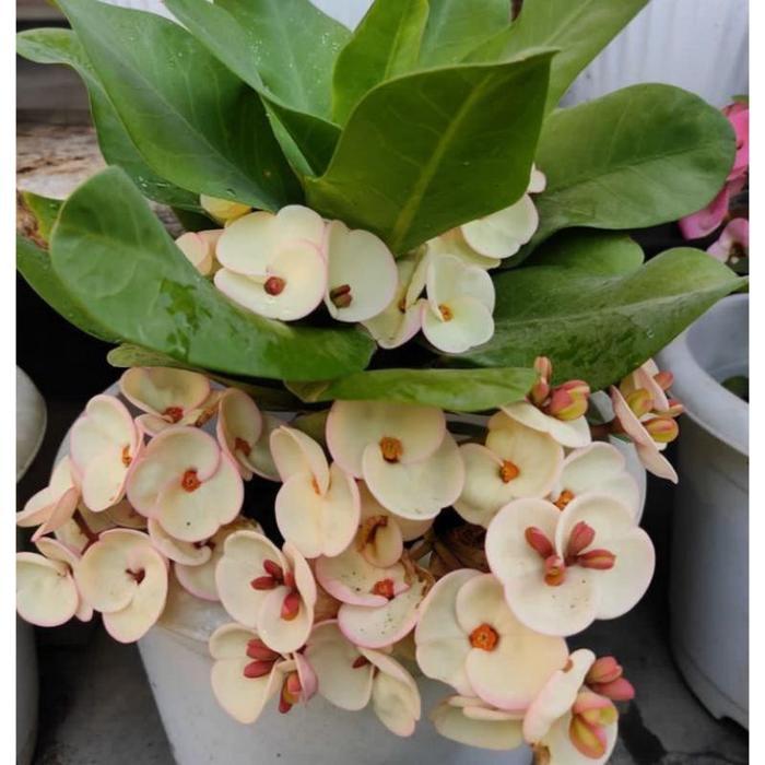 TANAMAN HIAS EUPHORBIA IMPORT//EUPHORBIA SUSU - BUNGA HIAS EPORBIA - BUNGA HIAS HIDUP