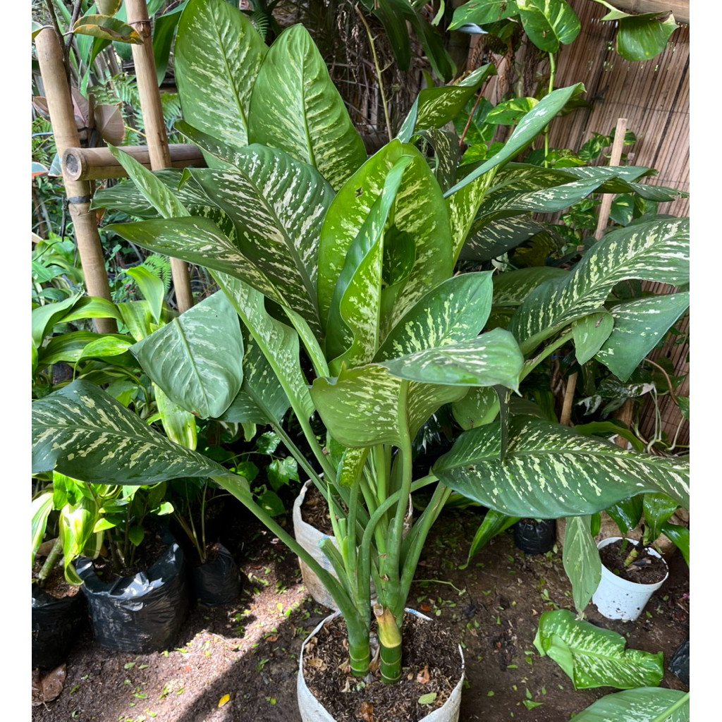 (NEW) tanaman indoor outdoor blanceng zebra // tanaman srirejeki zebra ukuran besar