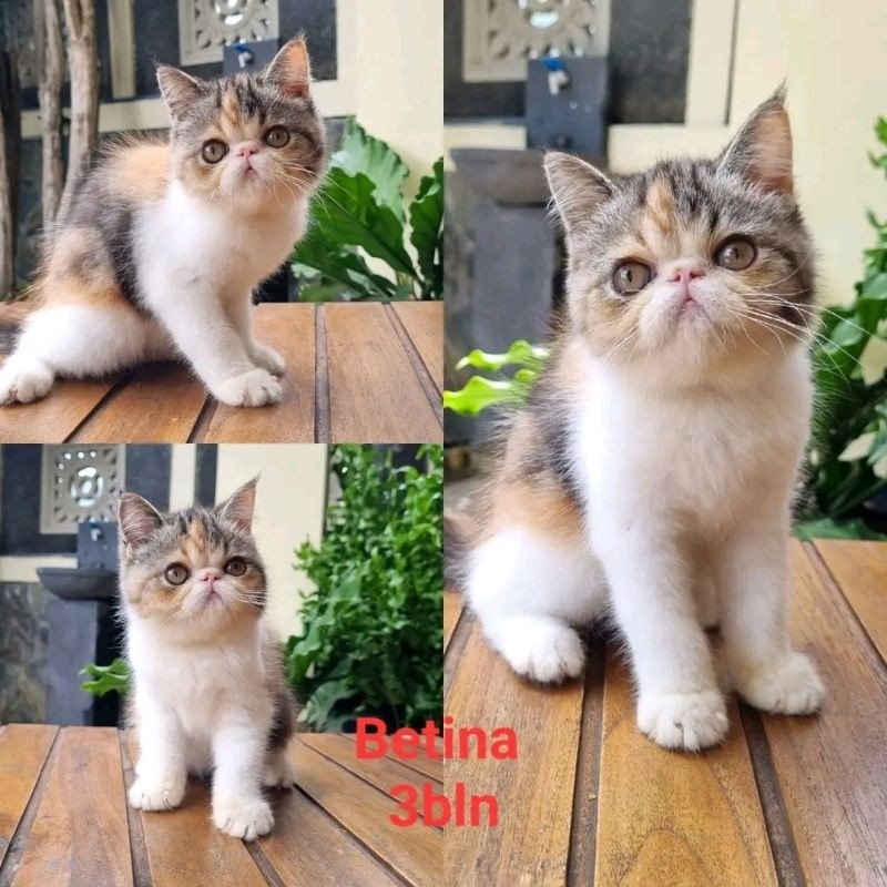 kucing exotic peaknose