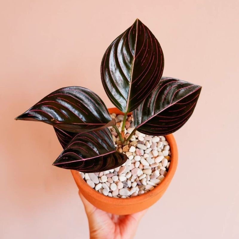 ( BISA COD ) aglonema rotundum aceh anak 2-4 daun - aglonema rotundum aceh MURAH