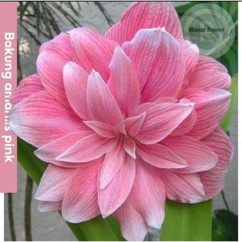 TANAMAN TERAS HIJAU - Tanaman Hias Bakung Amarilis Bunga Pink Besar - Pohon Bakung Amarilis | TANAMA