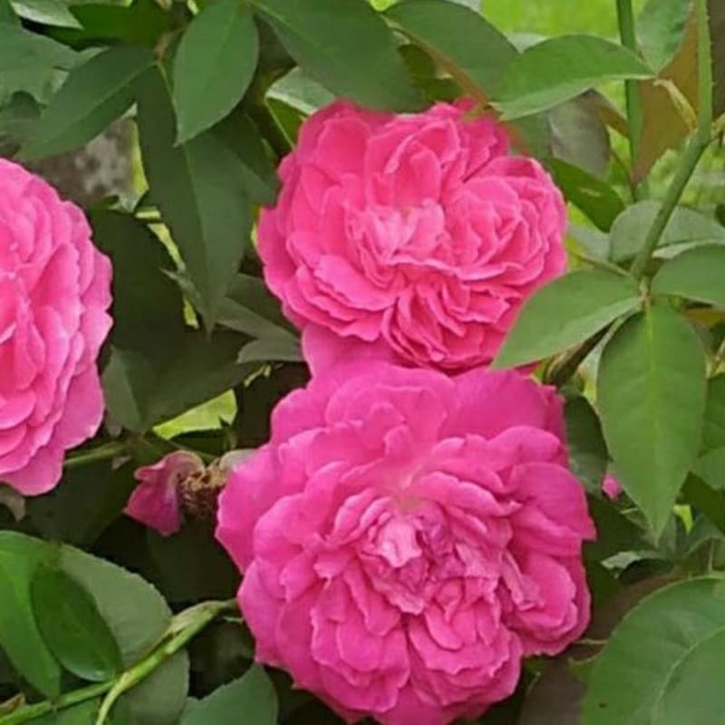 Bibit Mawar Kampung wangi