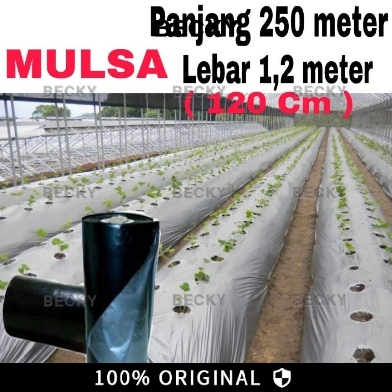 Plastik Mulsa 1 Roll Panjang 250 Meter Lebar 120 Cm