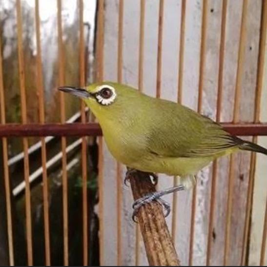 burung pleci dakun sulawesi jantan rawatan voer