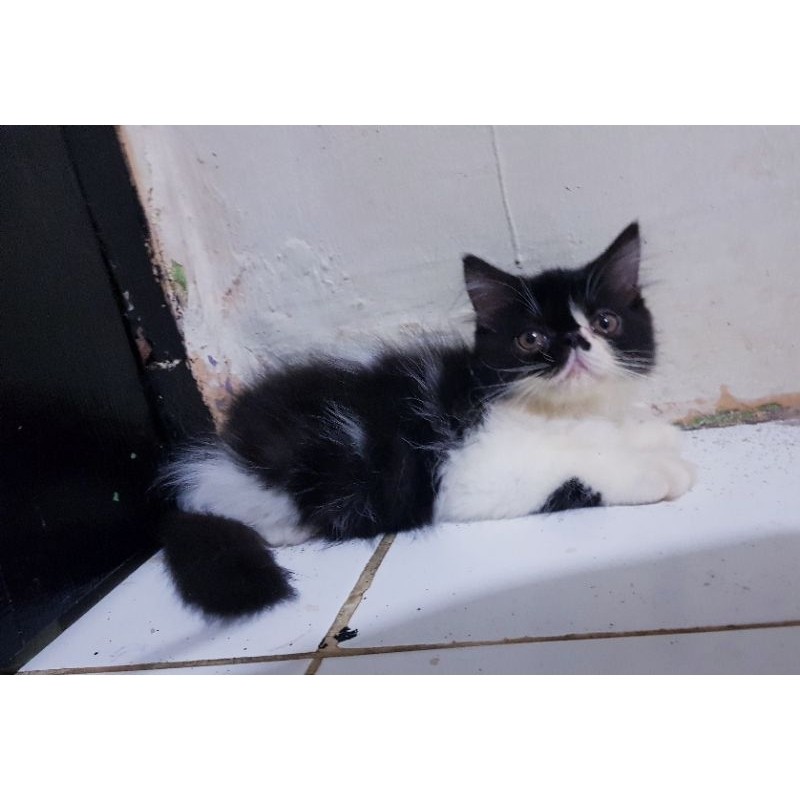 Kucing Persia Anggora Peaknose Jantan 3.5 bulan