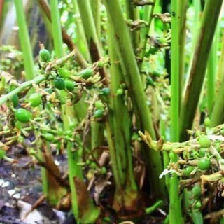 Promo Bibit Kapulaga Hijau India Malabar Ori - Green Cardamon