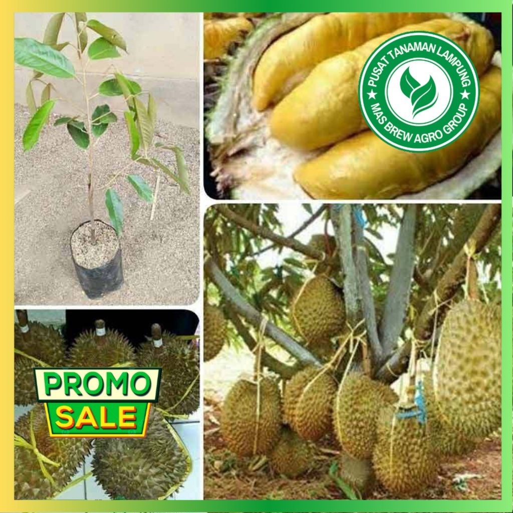 Bibit DURIAN MONTONG,,asli hasil okulasi...