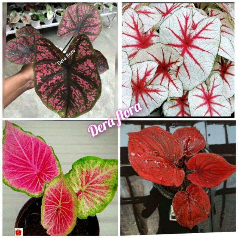 4 paket tanaman hias umbi caladium thailand keladi hias