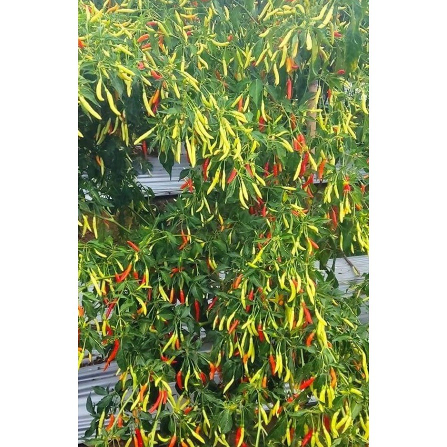 Benih Cabai Rawit Lokal Minahasa