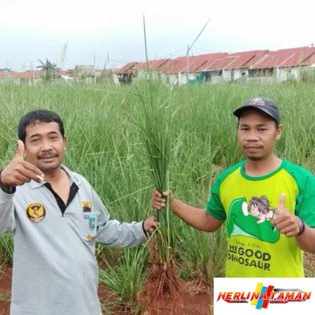 Tanaman Rumput Vetiver Pencegah erosi Akar wangi - bibit rumput Vetiver