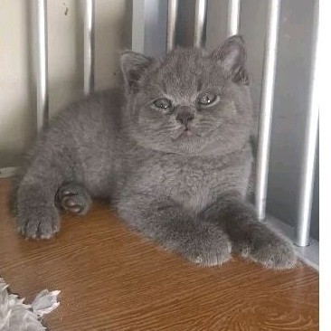 Kucing BSH British shorthair