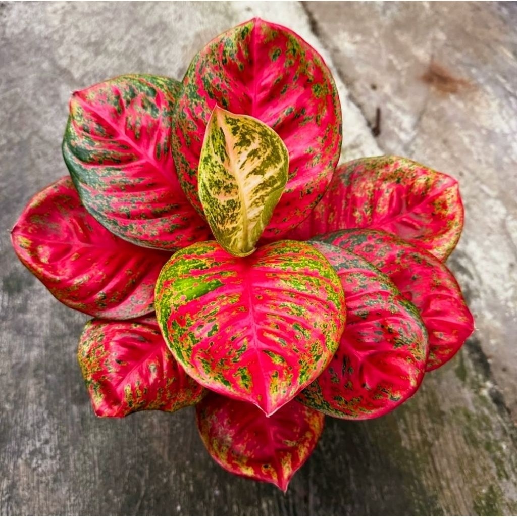 Tanaman Hias Aglonema WULANDARI SUPER MENOR Bibit Bonggol