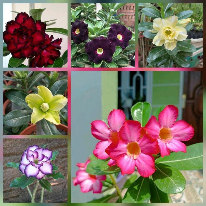 paket 6 bunga adenium - bibit bunga adenium - pohon adenium - kamboja jepang - pohon kamboja jepang 