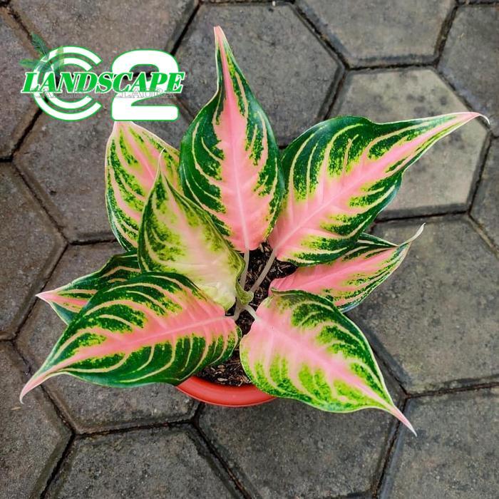 Tanaman hias aglonema pink sunset - aglonema pink sunset