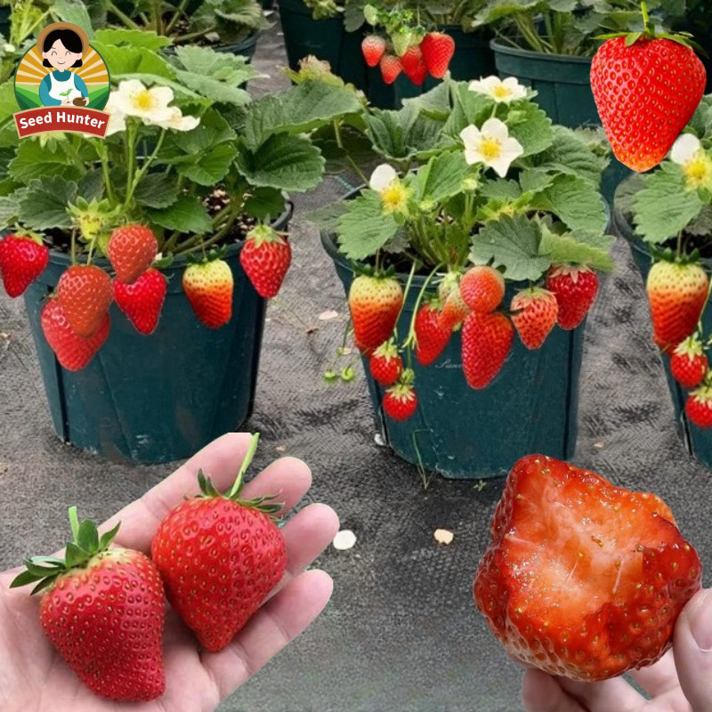 300butir benih stroberi California Super Jumbo Manis Strawberry premium quality benih biji buah buah