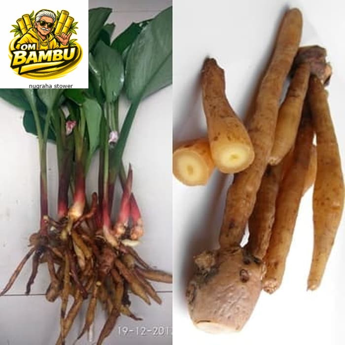 Bibit Temu Kunci Tanaman Temu Kunci Pohon Temu Kunci Temukunci