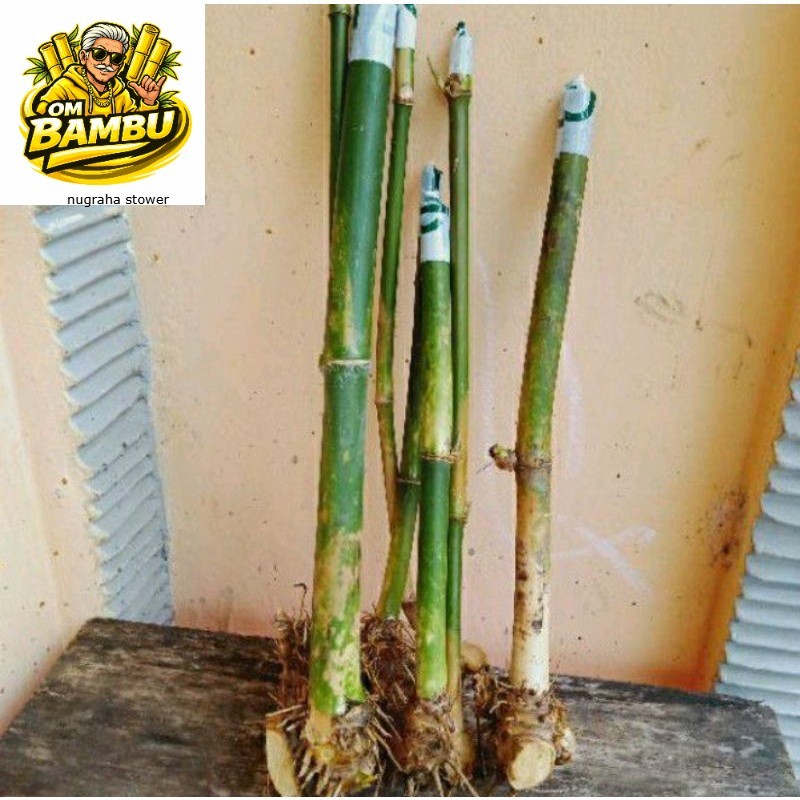 Bambu Hias Mini Jepang Untuk Pagar Dan Hiasan DM