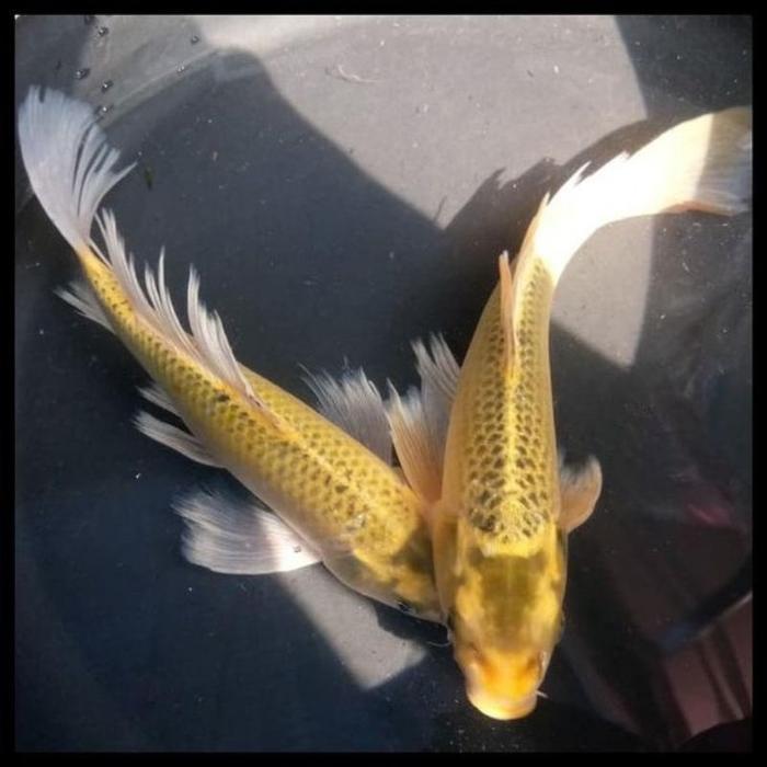 KOI OGON SLAYER 16-19 cm
