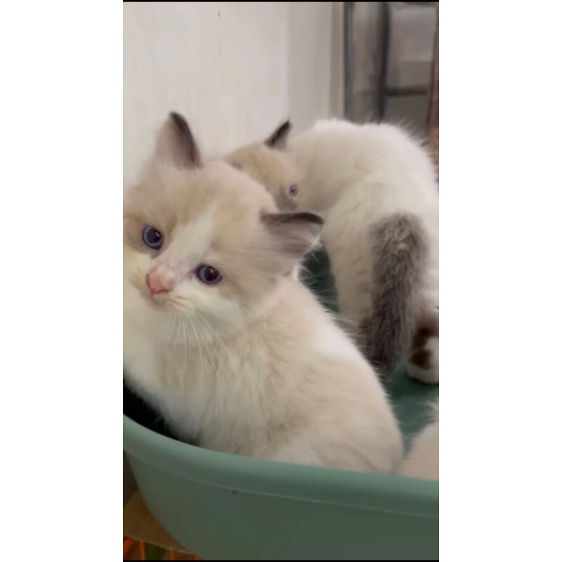 kucing ragdoll ( persia, himalaya )