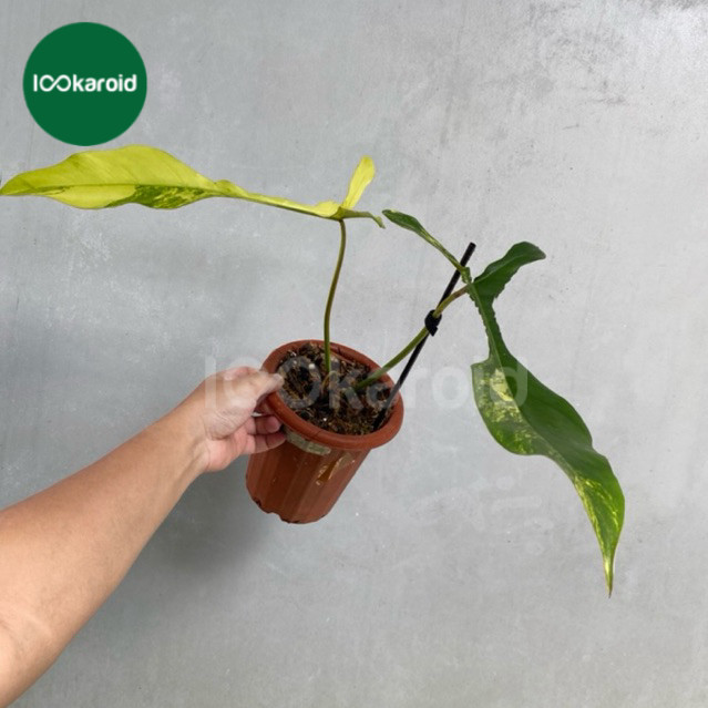Tanaman Hias Philodendron Joepii Variegata / Philo Joepii Varigata