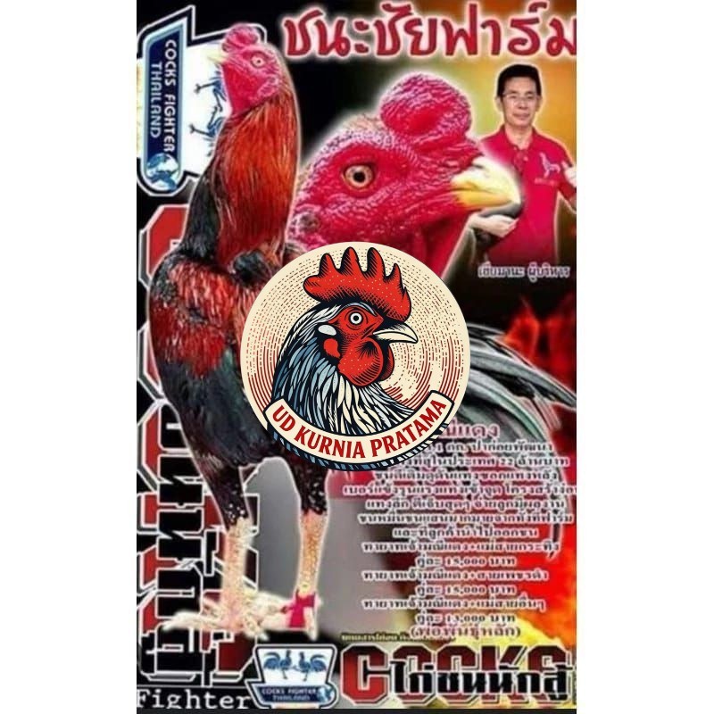 Telur fertil ayam pakhoy trah maneedaeng / COD UD KURNIA PRATAMA