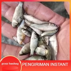 bibit ikan mas ukuran 1 jari per ekor   GROSIR BANDUNG