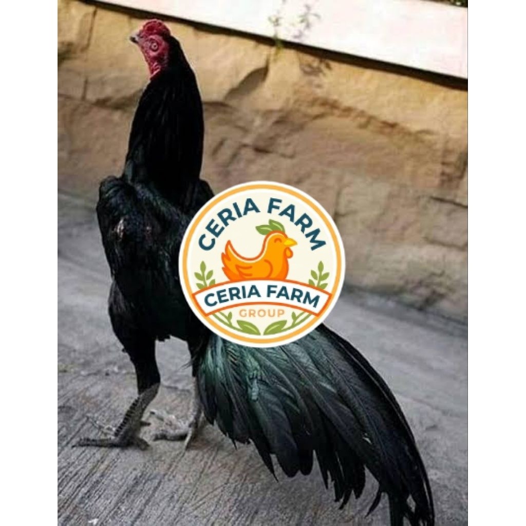 Telur Ayam Pakhoy Full Brakot Asli Untuk Ditetaskan CERIA FARM GROUP