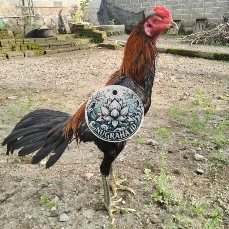 Telur Ayam Untuk Ditetaskan Telur Fertil Ayam Laga Koytradngon Cros Koytrad NUGRAHA ID