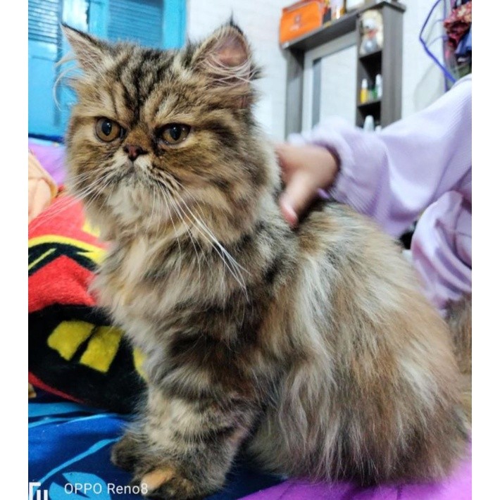 KUCING PERSIA PEAKNOSE/JUAL KUCING PERSIA