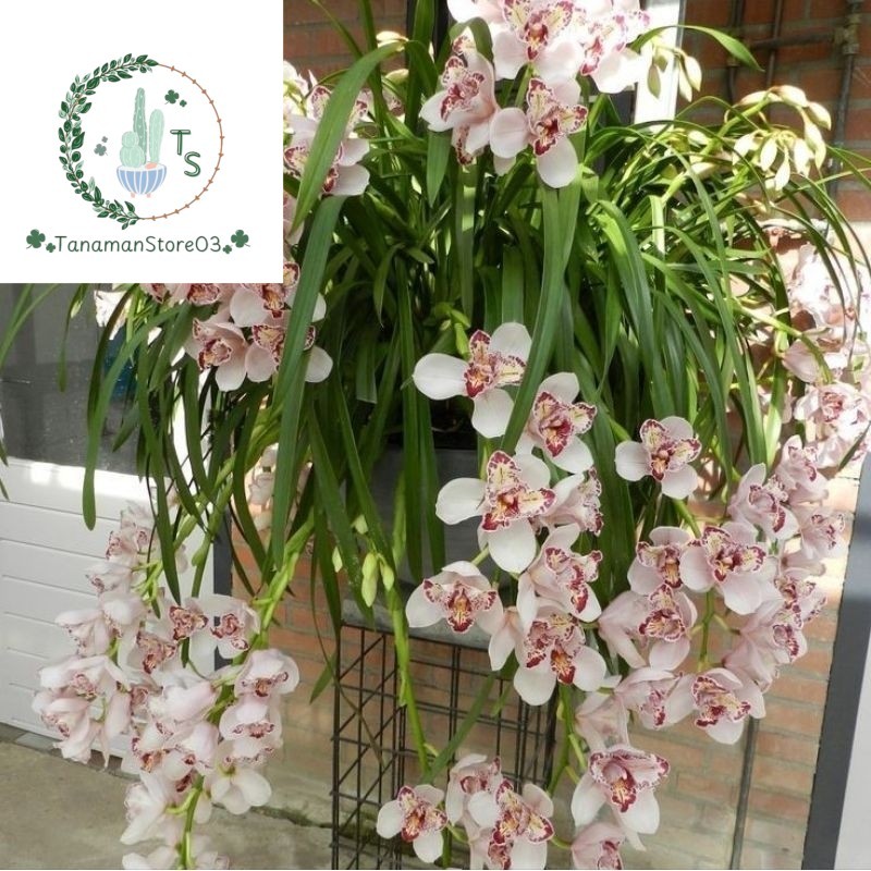 (VARIASII?)Anggrek Cymbidum Spike / Anggrek Sepesies Rumpun / Tanaman hias anggrek Cymbidium