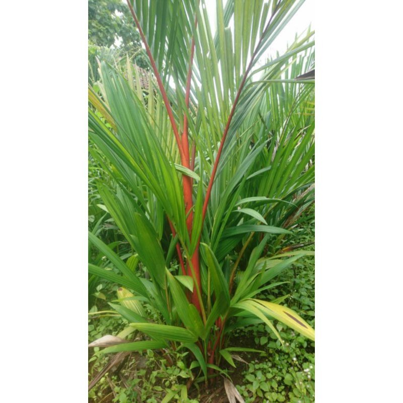 Bibit Palem Merah Satu Setengah Meter Dongkelan  Purworejo