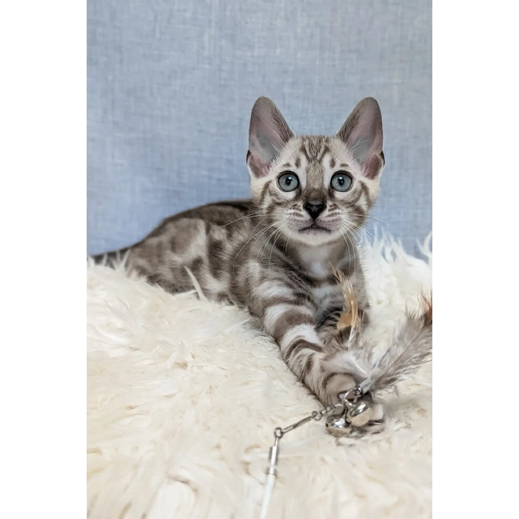 KUCING BENGAL SNOW CHARCOAL