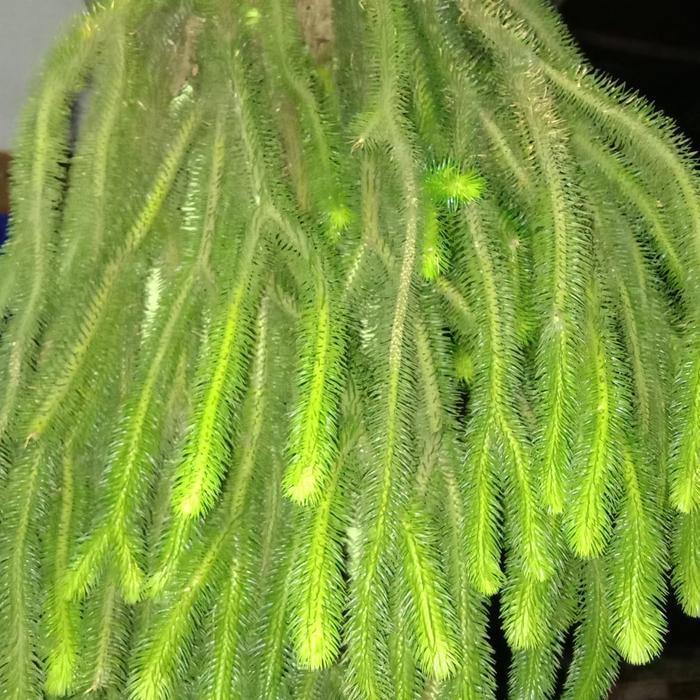 Tanaman Hias Anggrek Ekor Bajing Ekor Monyet