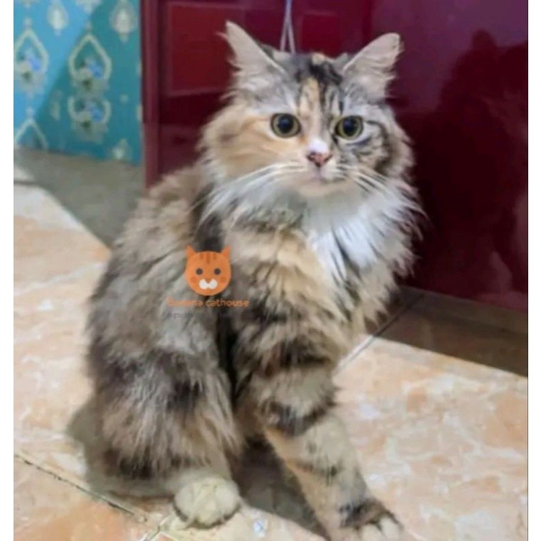 kucing Persia maincone norwegian forest