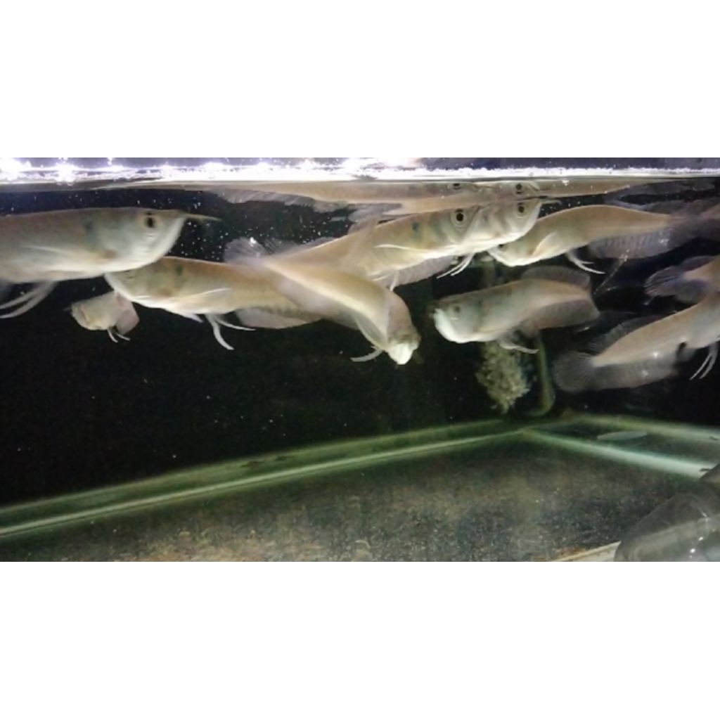 Ikan Arwana Silver Red Brazil Sehat Rakus 14-17Cm sembronojoyorebond