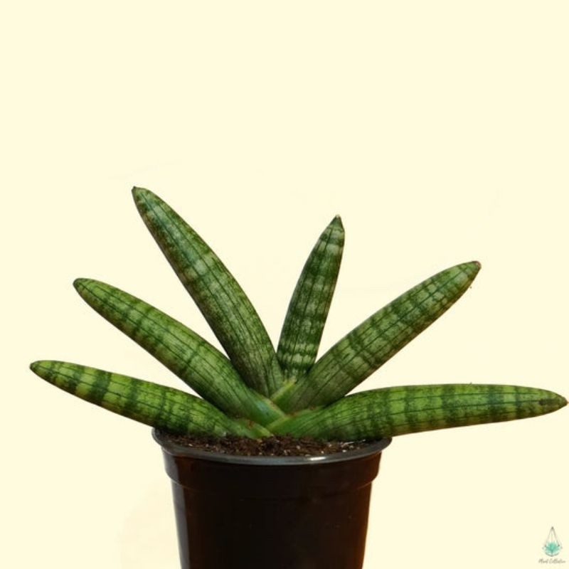 tanaman hias indoor sansevieria cylindrica - tanaman hias sansevera cylindrica - sansevieria cylindr