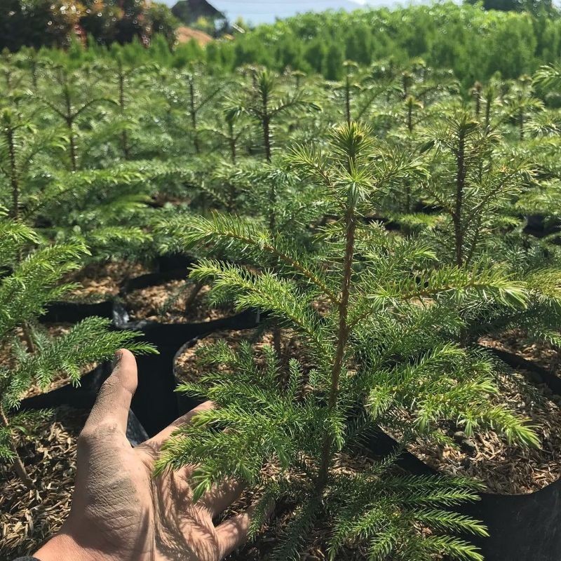 Cemara Pentris - Cemara Norfolk - tinggi 40 cm up