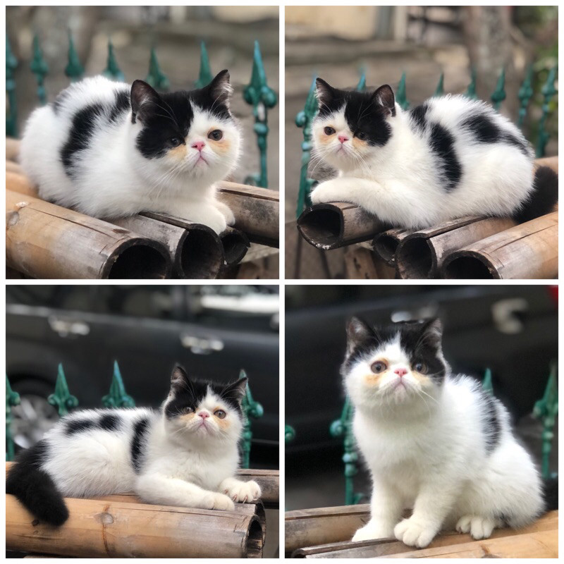 kucing exotic peaknose