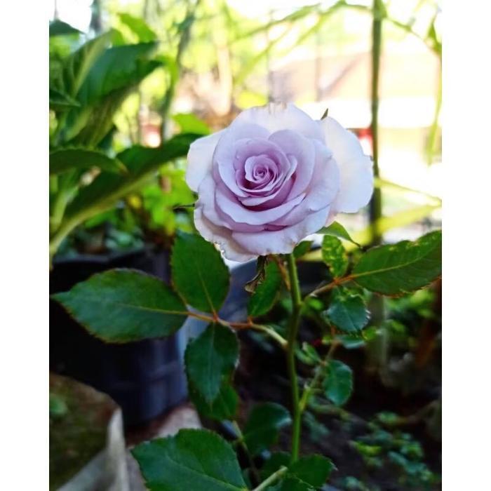 Bunga MAWAR HOLLAND - Tanaman Hidup Bunga Hias Mawar Holland Berbunga & Bergaransi