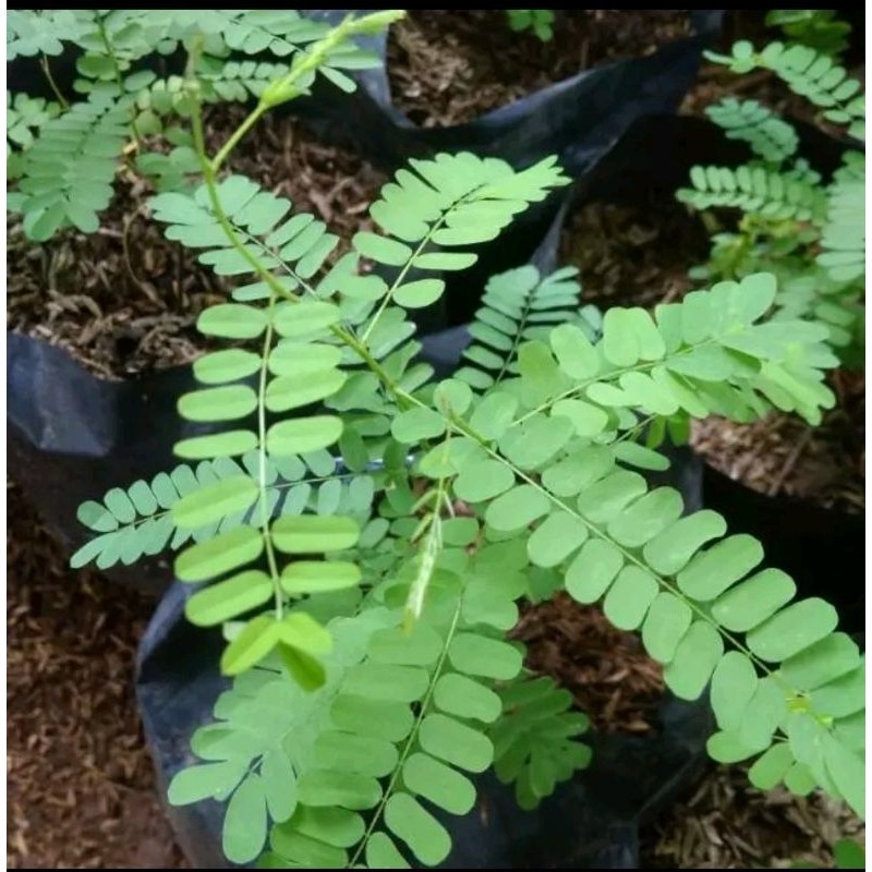 TANAMAN HERBAL DAUN SAGA//OBAT DAUN SAGA