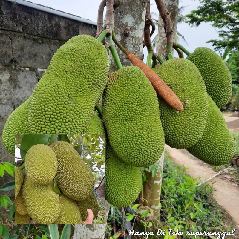 Bibit Tanaman Nangka Kandel/nangka sayur