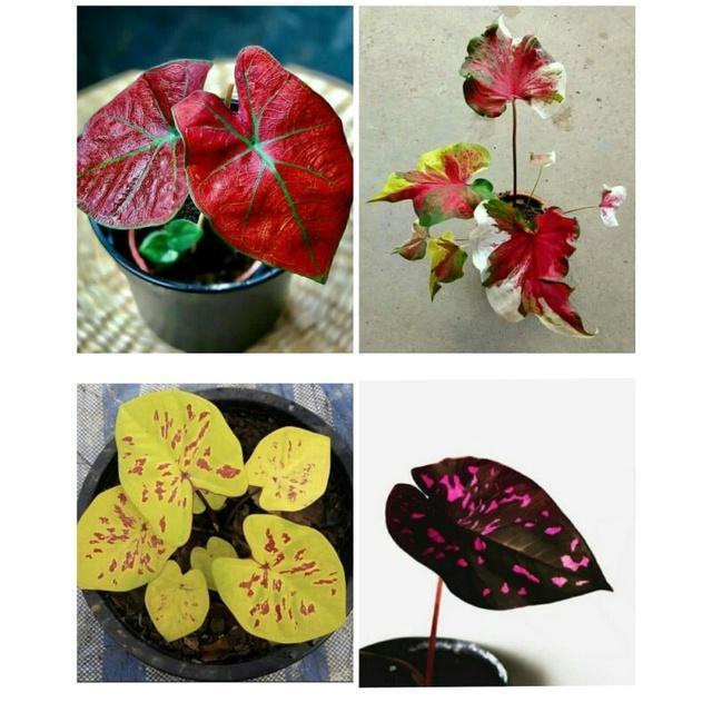 4 paket tanaman hias umbi caladium thailand keladi hias