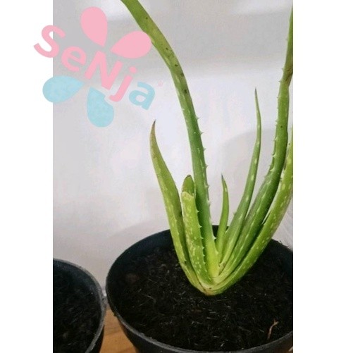 Bibit lidah buaya jumbo Pontianak (Chinensis)