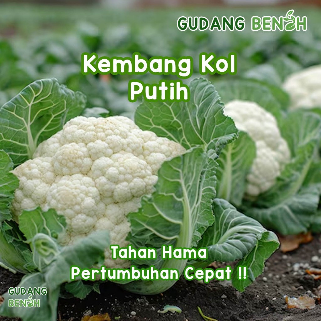 Bibit Tanaman Sayuran Kembang Kol Putih & Ungu Berkualitas Isi 10 Benih / Brokoli