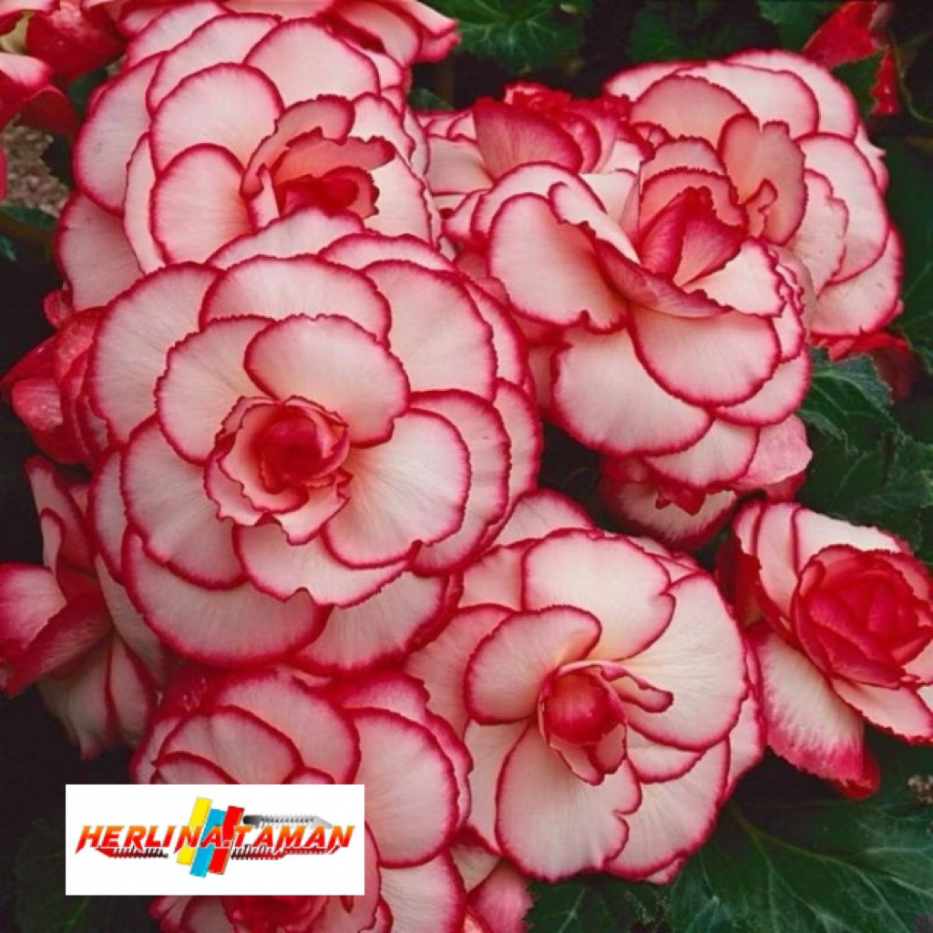 Tanaman hias adenium kamboja bunga tumpuk putih garis merah / Kamboja adenium bunga
