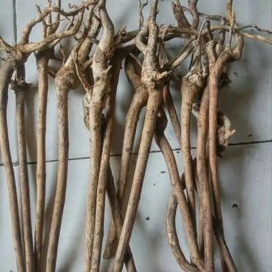 akar senggani bonsai aquascape