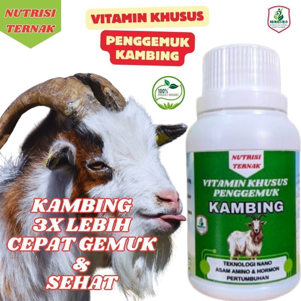 Kaitong - Vitamin Khusus Kambing Biar Gemuk Obat Penggemuk Kambing Domba Obat Nafsu Makan Kambing Do