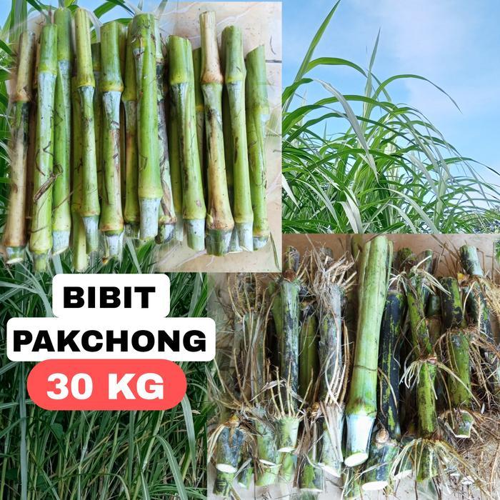 Bibit rumput pakchong 1 kg Tanaman bibit stek rumput pakchong