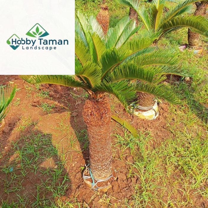 pohon sikas tinggi 1 meter