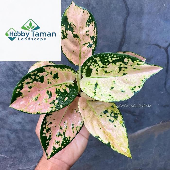 Tanaman hias aglonema suksom white - aglonema suksom putih - bunga hias aglonema - tanaman hias hidu